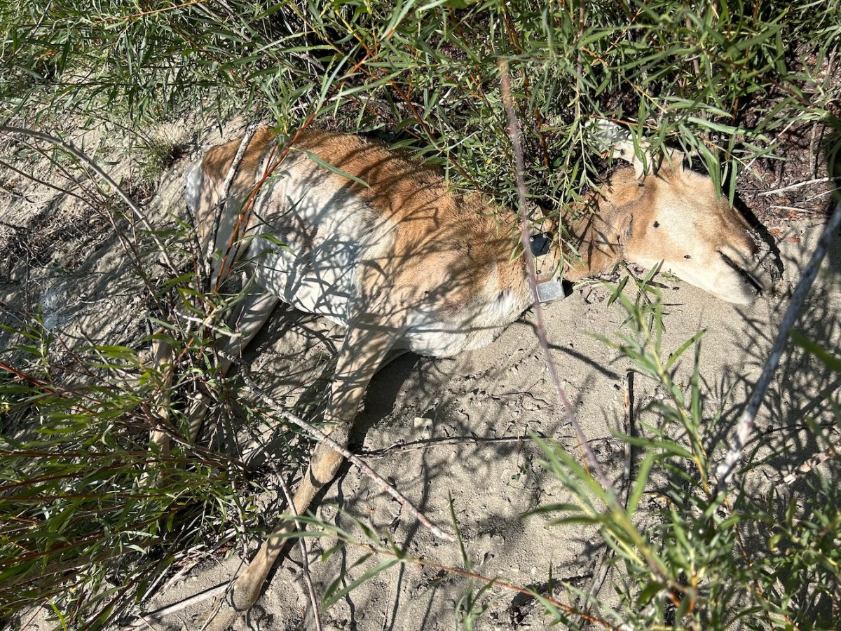 Malnutrition killed Wyoming pronghorn in peak summer as vegetation withered during record heat, severe drought