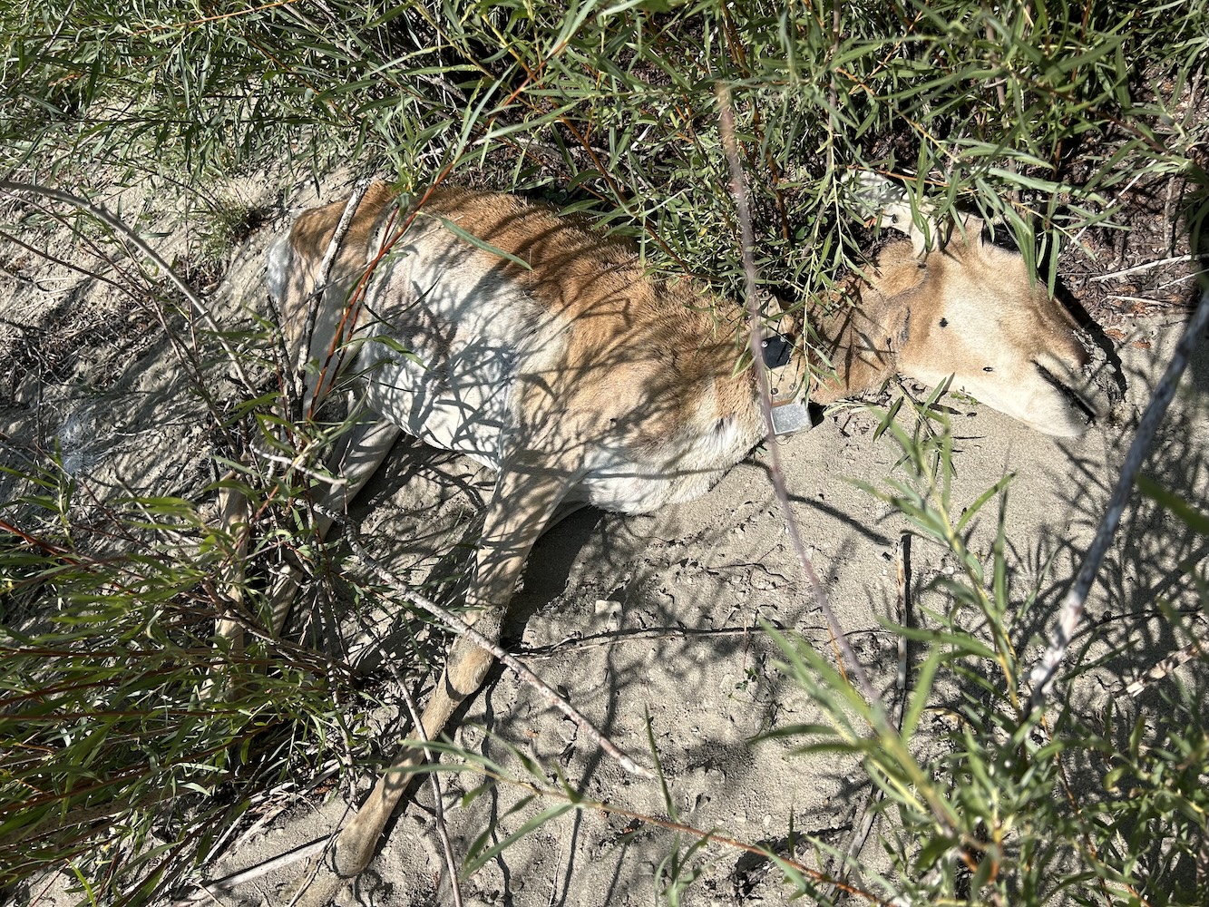 Malnutrition killed Wyoming pronghorn in peak summer as vegetation withered during record heat, severe drought