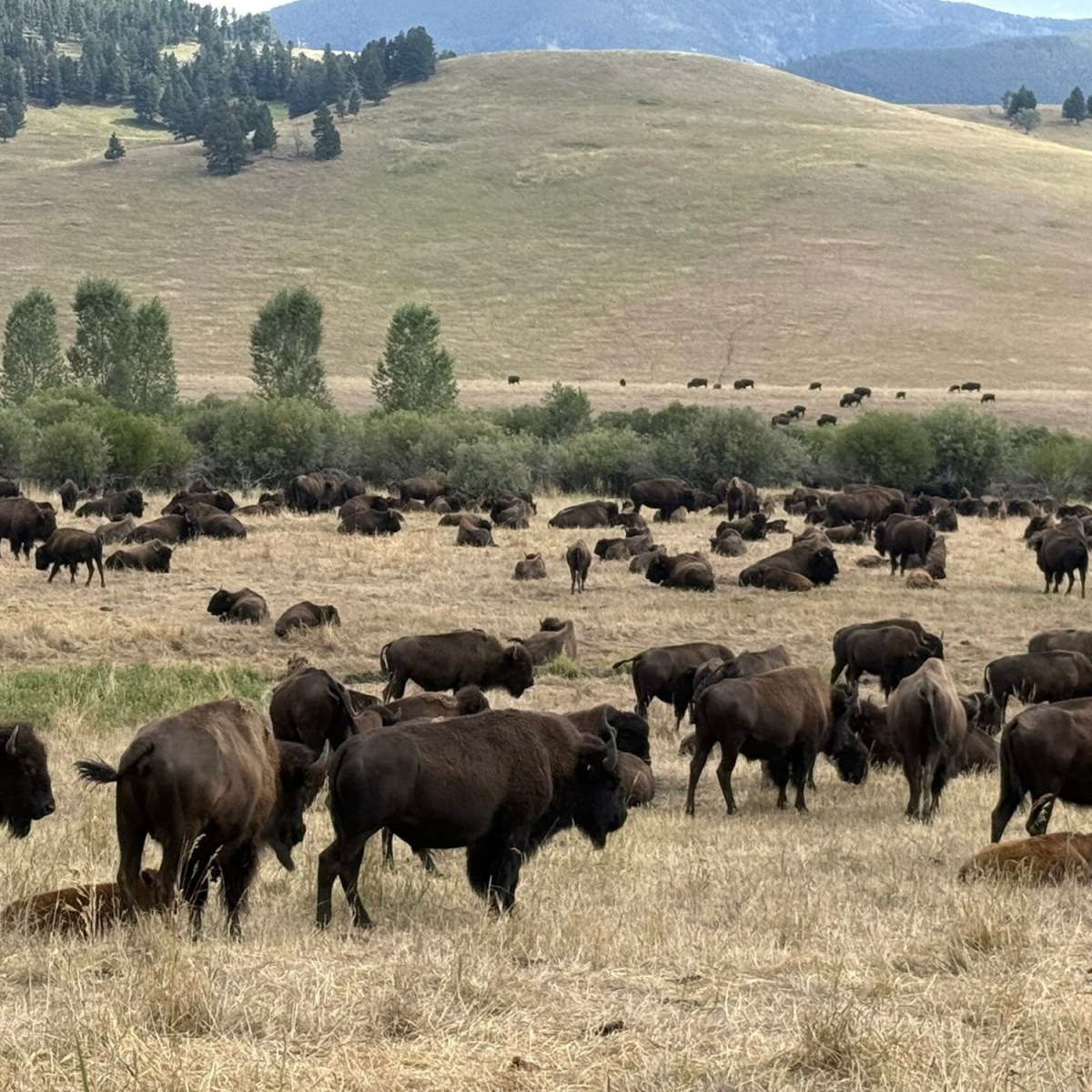 What makes Yellowstone unique is at risk