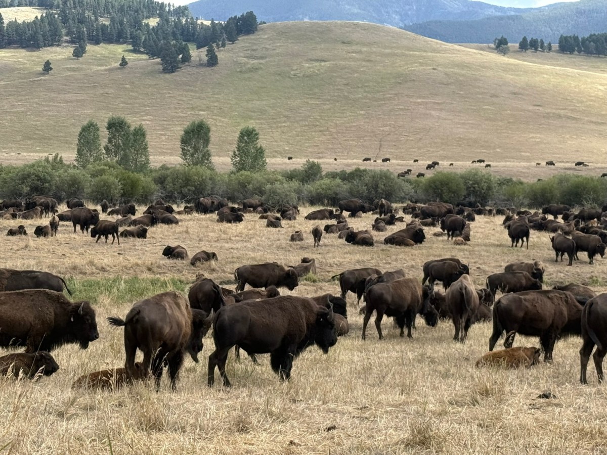 Bison in Yellowstone