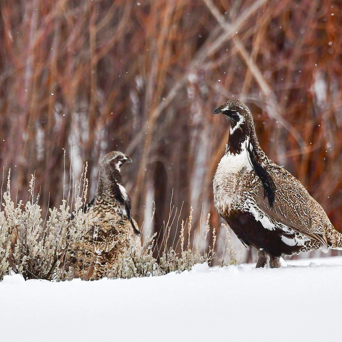 Trump administration’s gutting of Endangered Species Act could legalize extinction