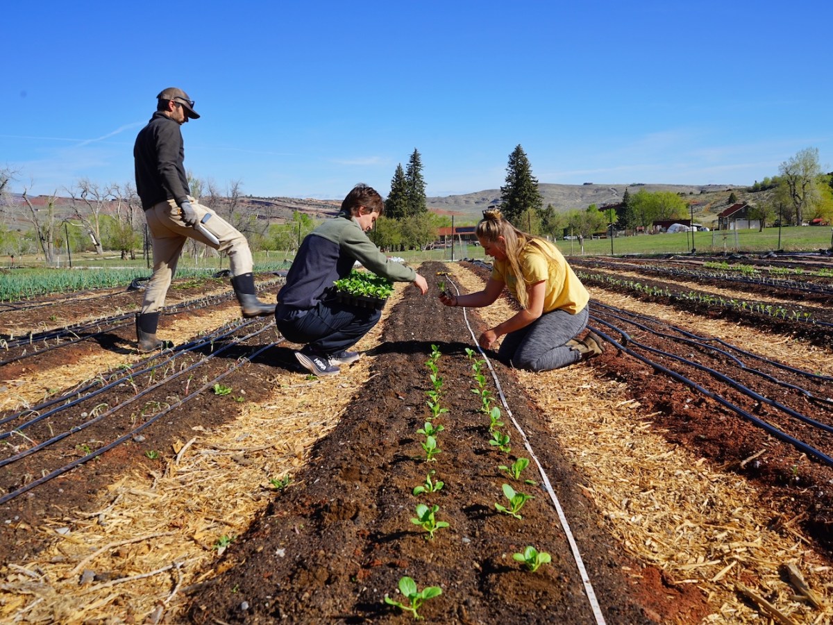 In Wyoming’s historic ‘Apple City,’ local food scene puts down new roots