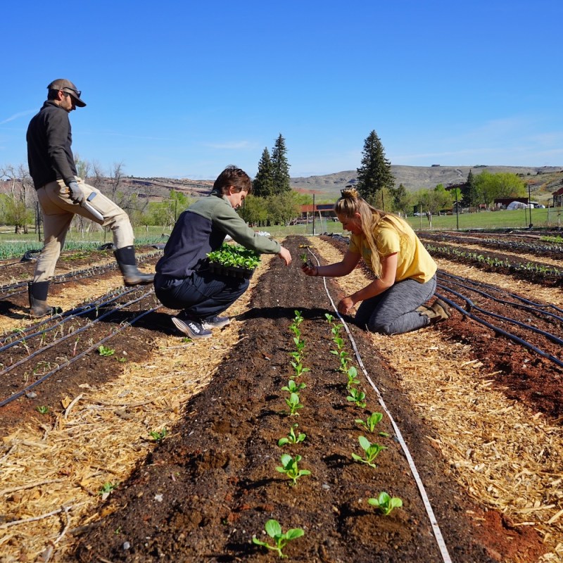 In Wyoming’s historic ‘Apple City,’ local food scene puts down new roots