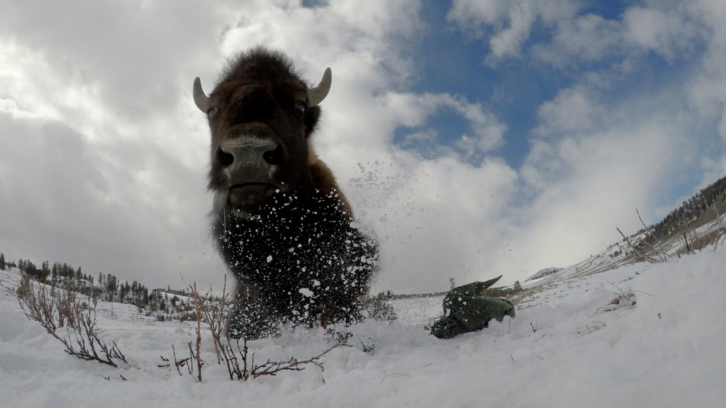 Bison become cinematographers in new documentary