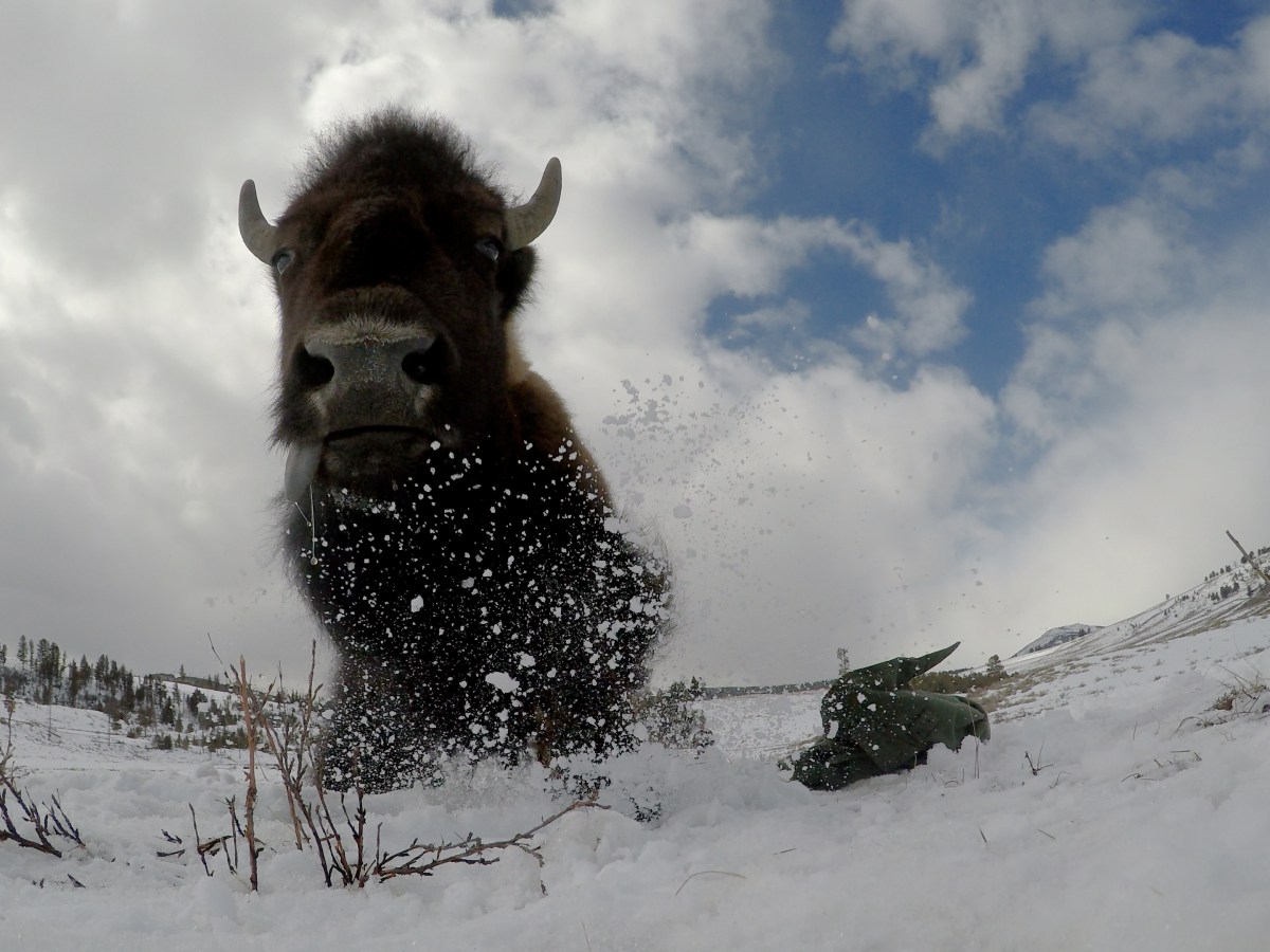 Bison become cinematographers in new documentary