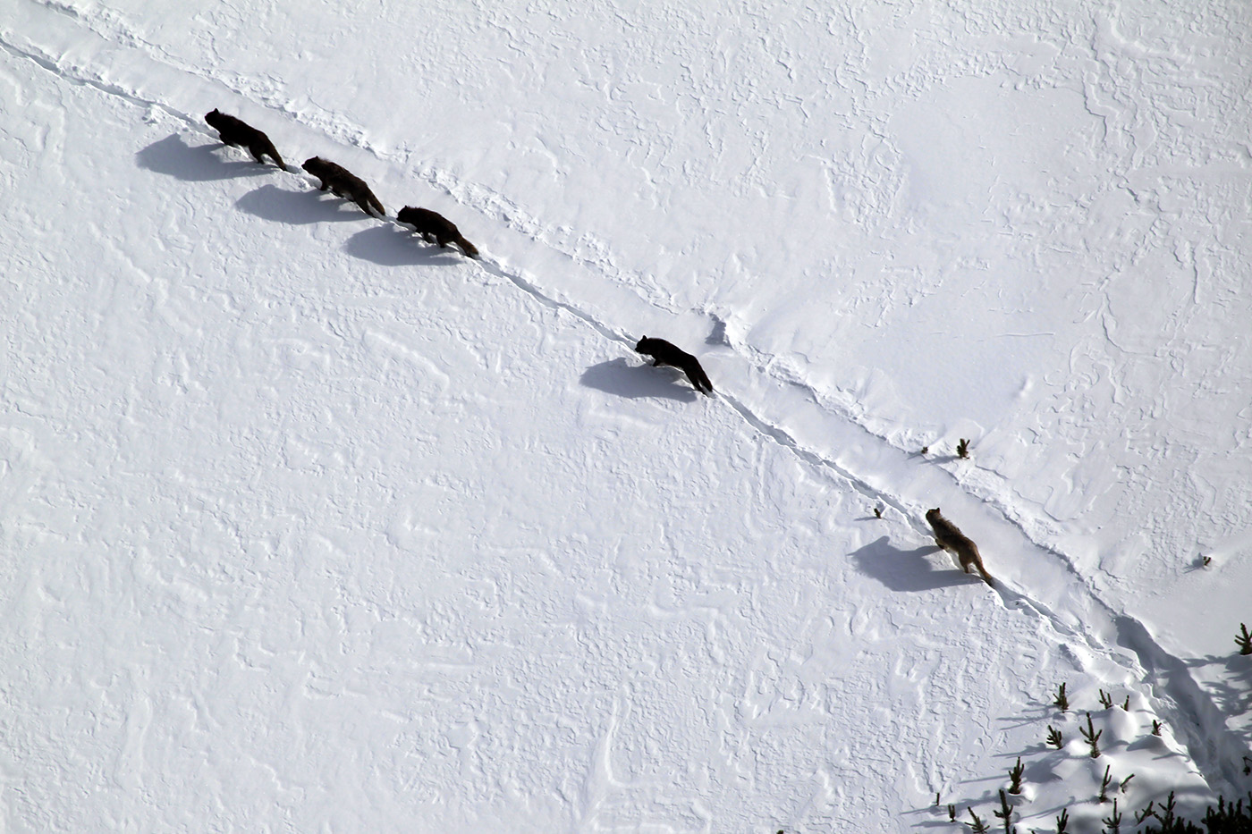 Yellowstone’s oldest wolf pack, Mollie’s Pack, leaves the park, raising fears for its future - WyoFile