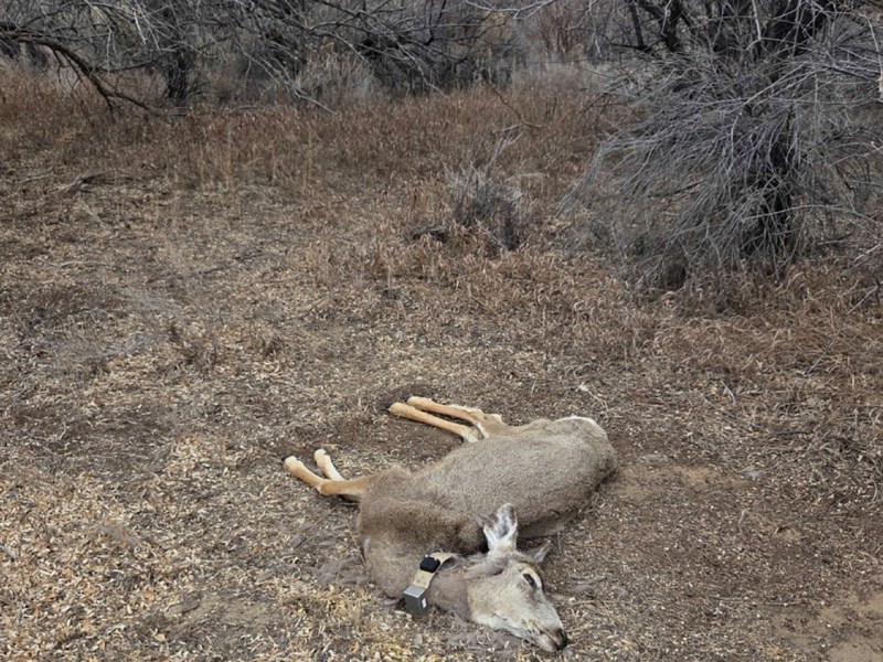Hunting tweaked to target mule deer departing the world’s most CWD-infected herd