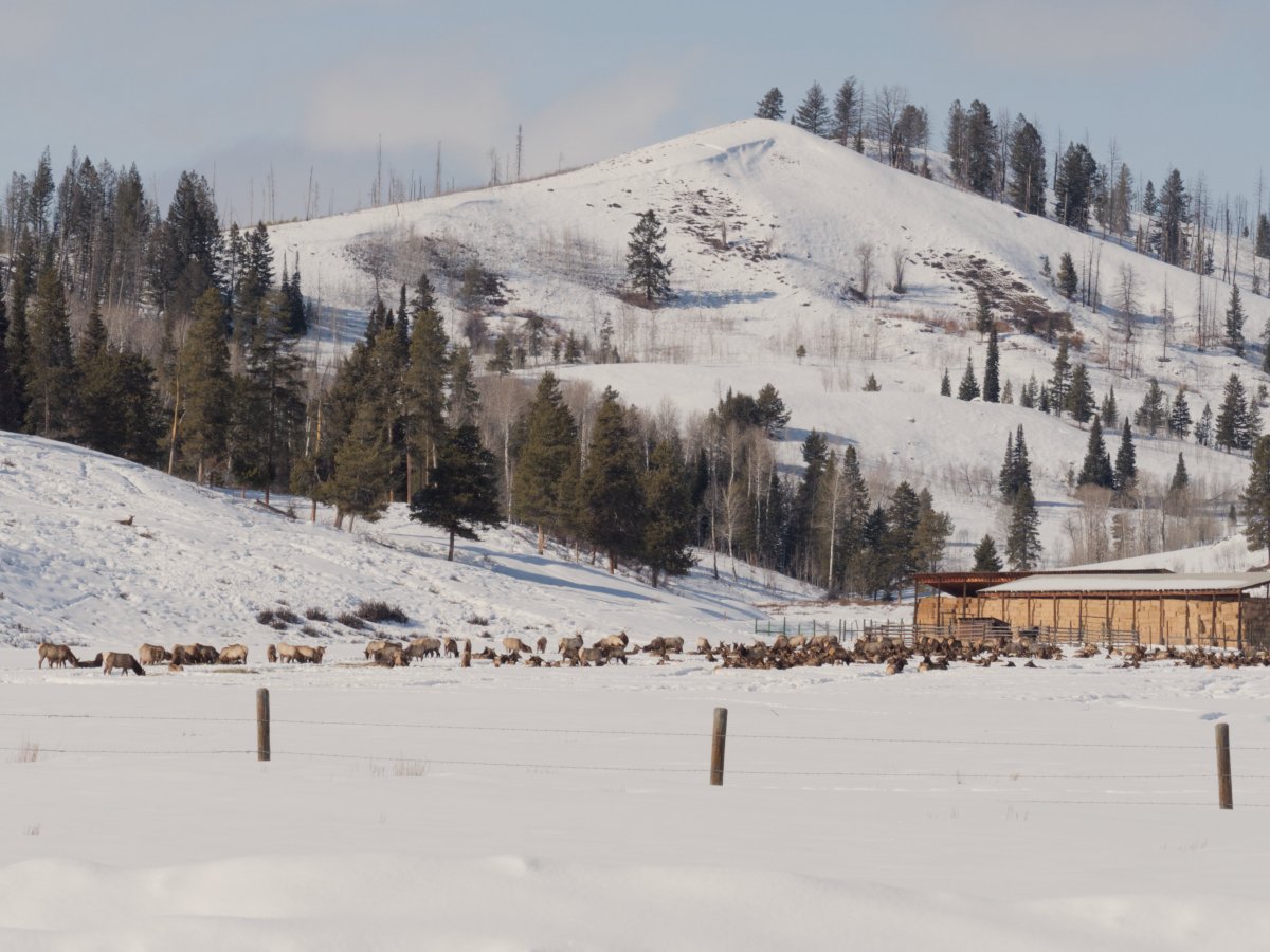 Record warmth, open slopes give Wyoming’s fed elk a reprieve from advancing deadly disease