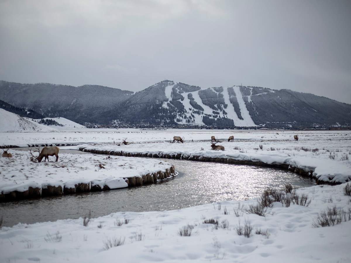 Elk Refuge disease discovery calls for talk of reducing size of nation’s largest herd.