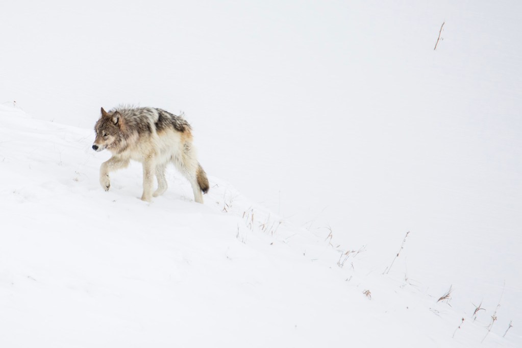 Disease outbreak cuts Wyoming, Yellowstone wolf numbers to lowest level ...