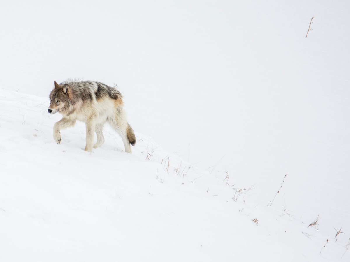 Disease outbreak cuts Wyoming, Yellowstone wolf numbers to lowest level since reintroduction era