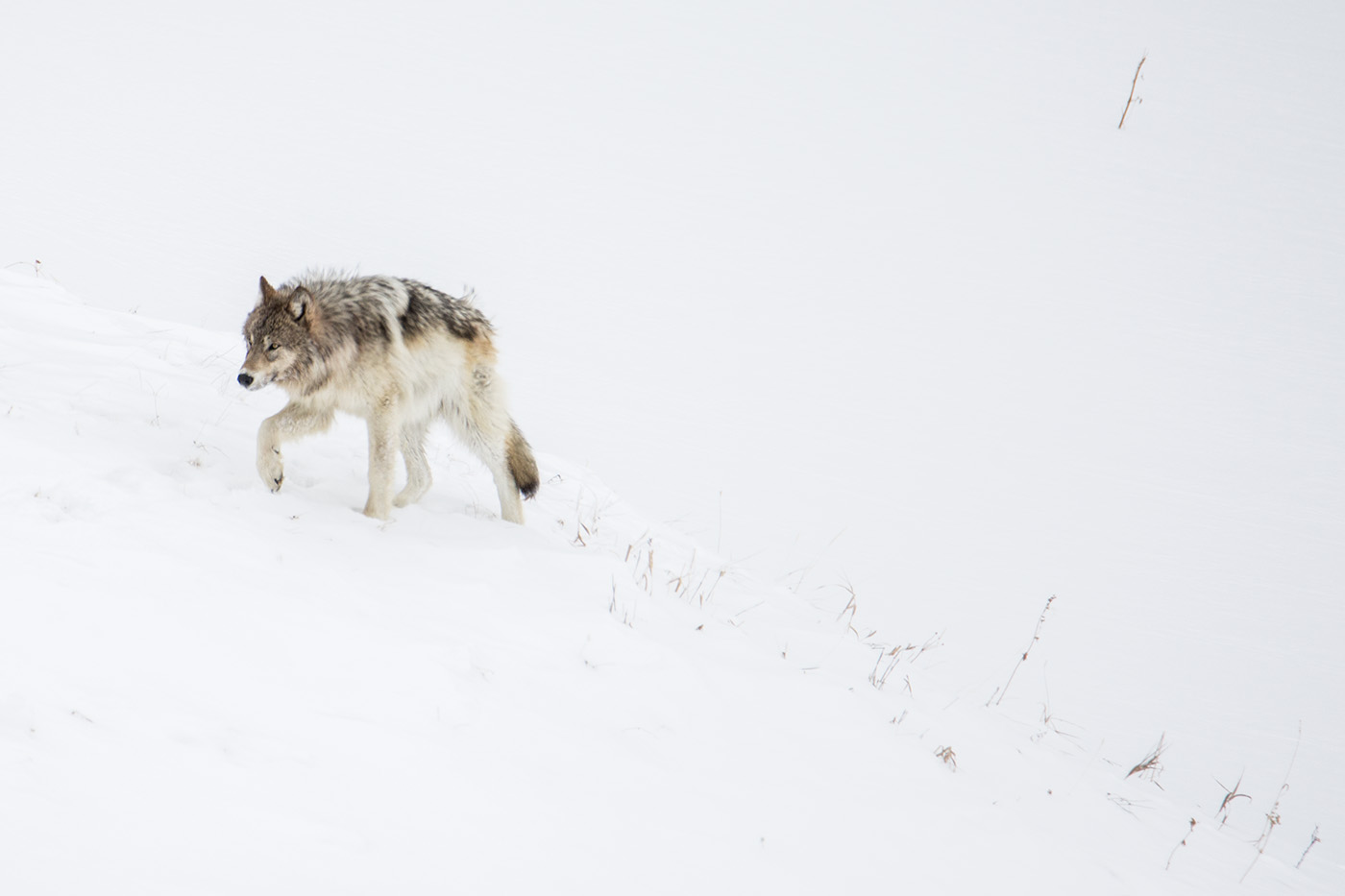 Disease outbreak cuts Wyoming, Yellowstone wolf numbers to lowest level since reintroduction era