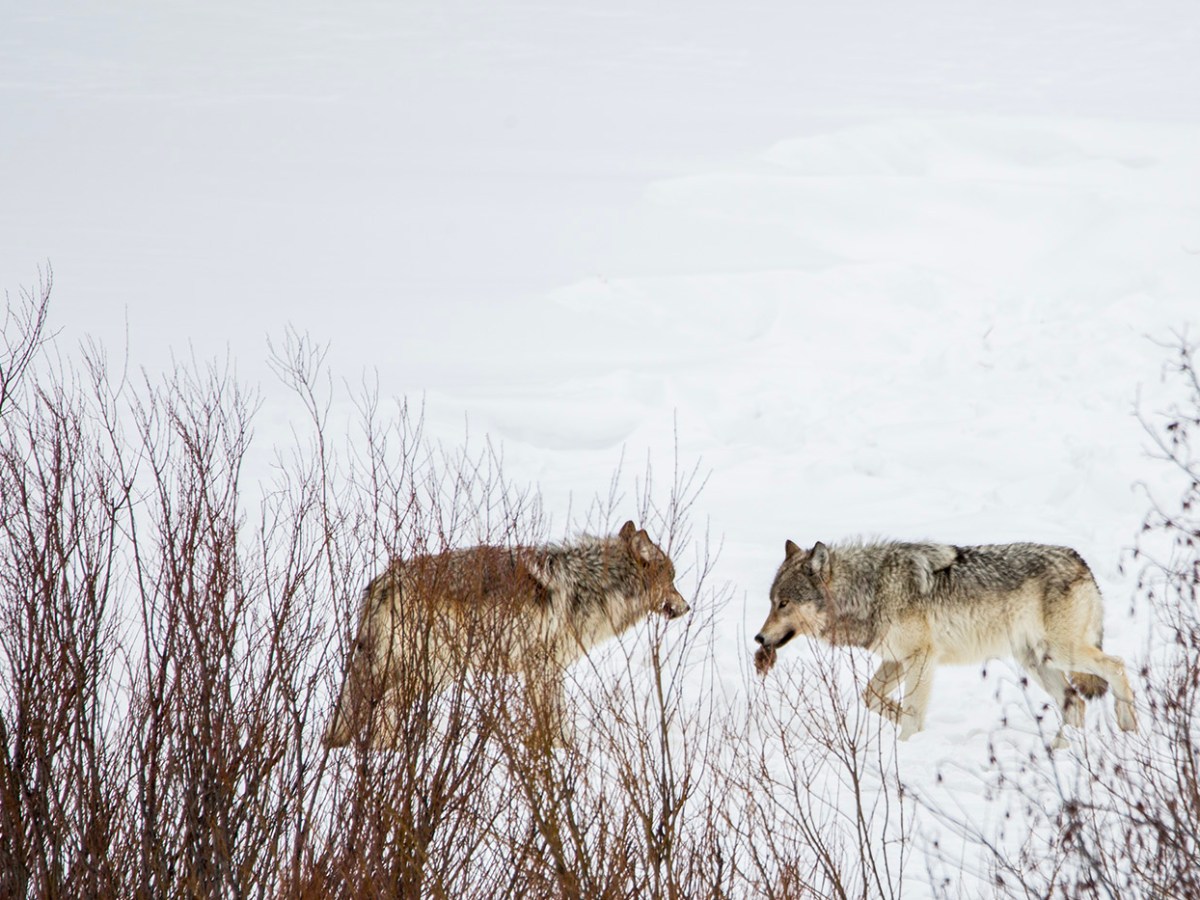 Wyoming cuts wolf hunt in half to buoy Yellowstone region’s disease-depleted population