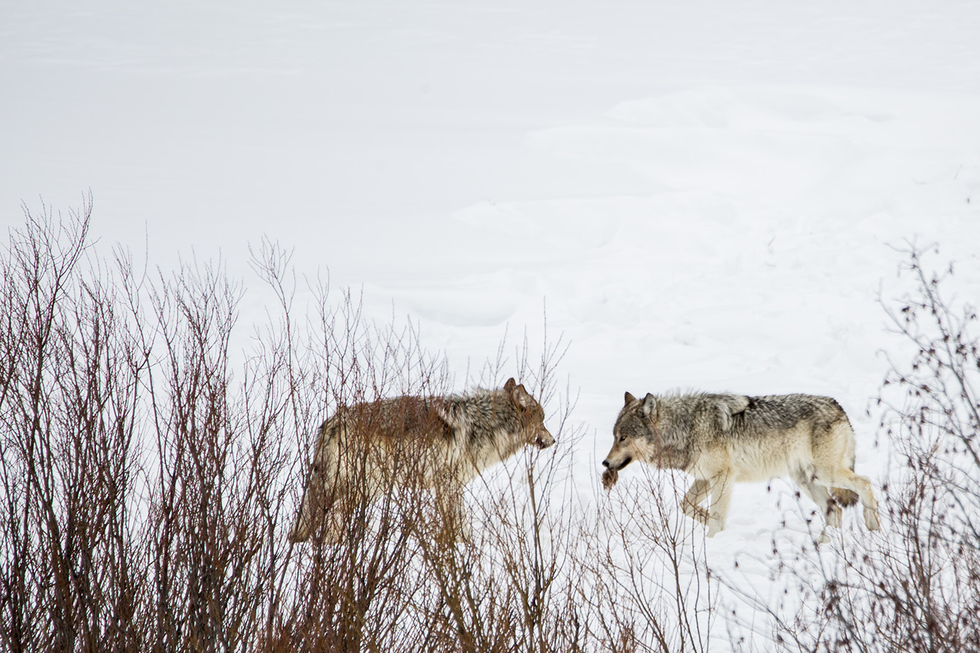 Wyoming cuts wolf hunt in half to buoy Yellowstone region’s disease-depleted population