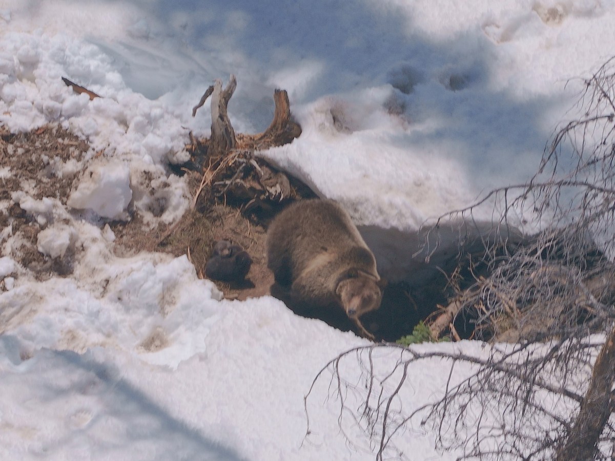 ‘Genetic diversity’ grizzly trucked to Yellowstone ecosystem in 2024 is now raising cubs