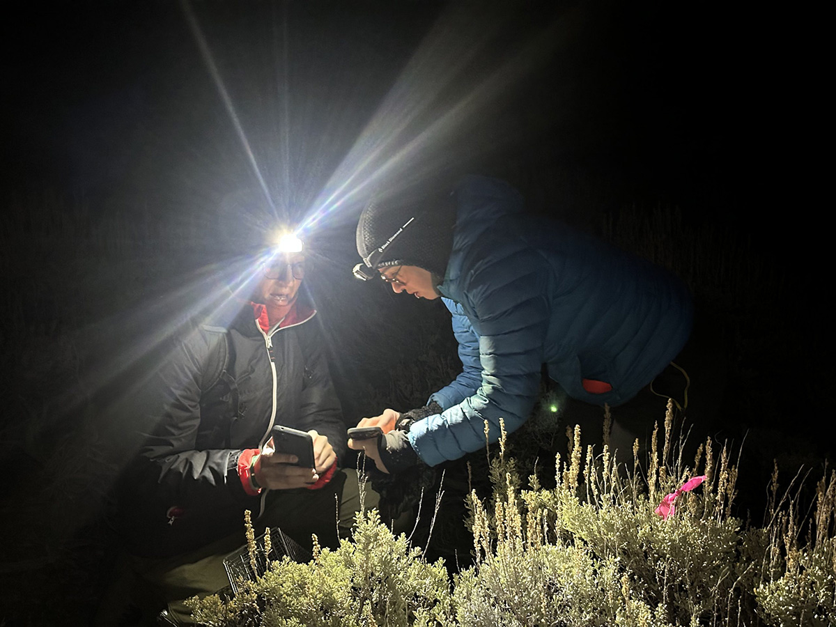 Scientists search for big answers about a little bunny that relies on disappearing sagebrush