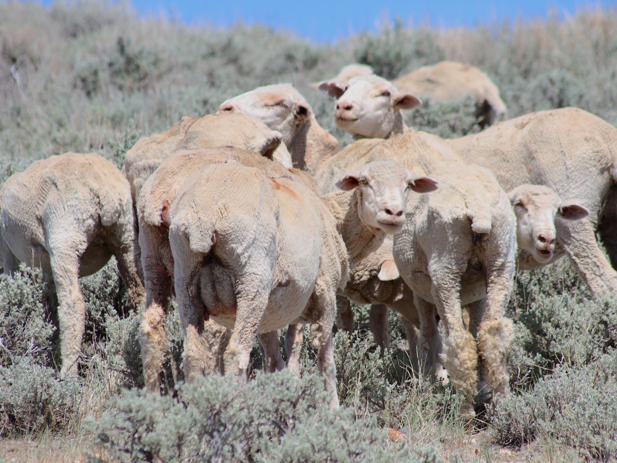 A heap of sheep