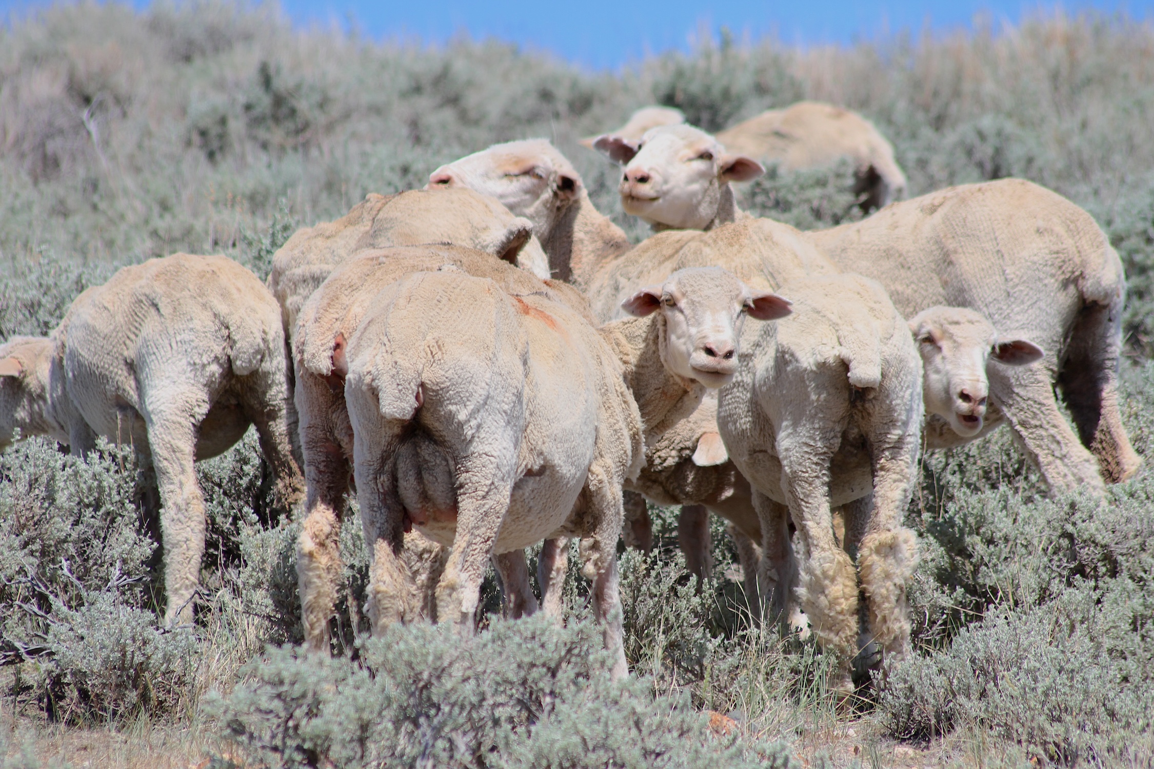 A heap of sheep - WyoFile