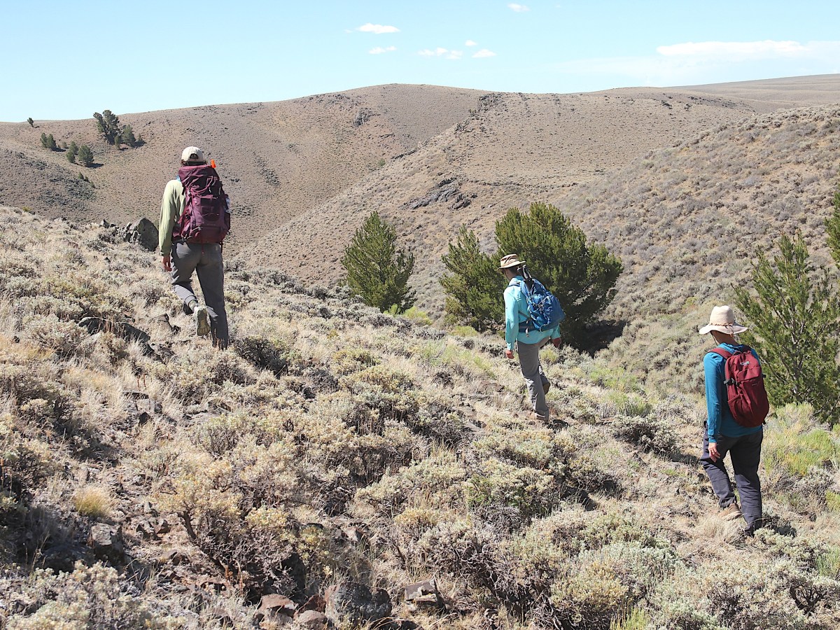 Cheatgrass is invading the best sagebrush left in the West. How can Wyoming hold the line?