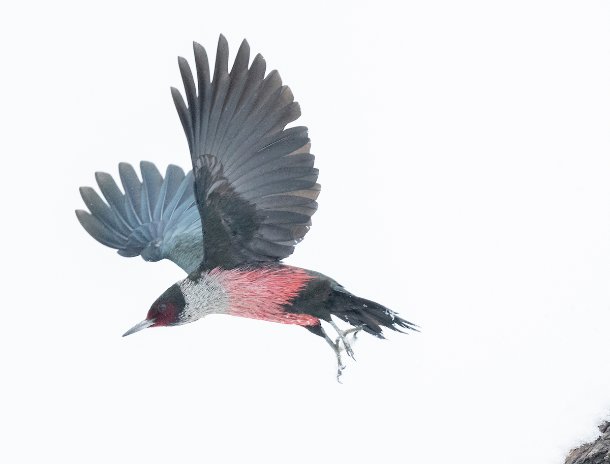 Drumbeat of the forest: Woodpeckers alter habitat for the benefit of many critters