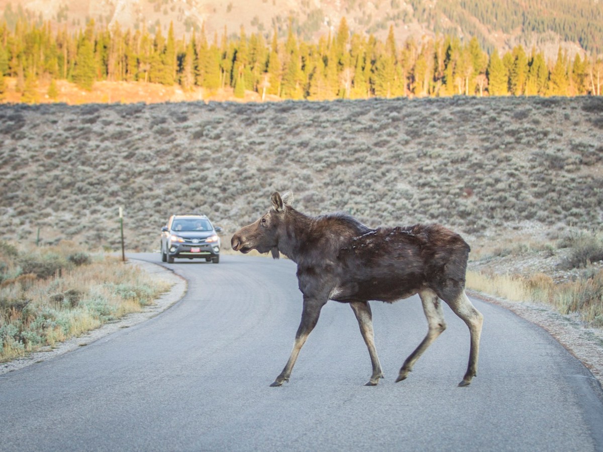 Teton County opposes Grand Teton pathway project revived by Trump administration