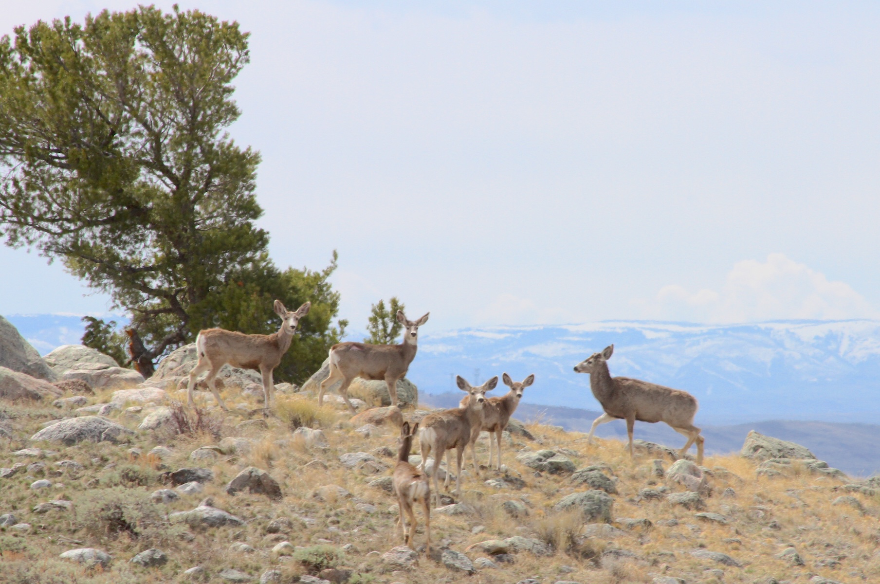 Mule deer and mountain bikes: Can modern recreation and world-class wildlife coexist along the Winds?
