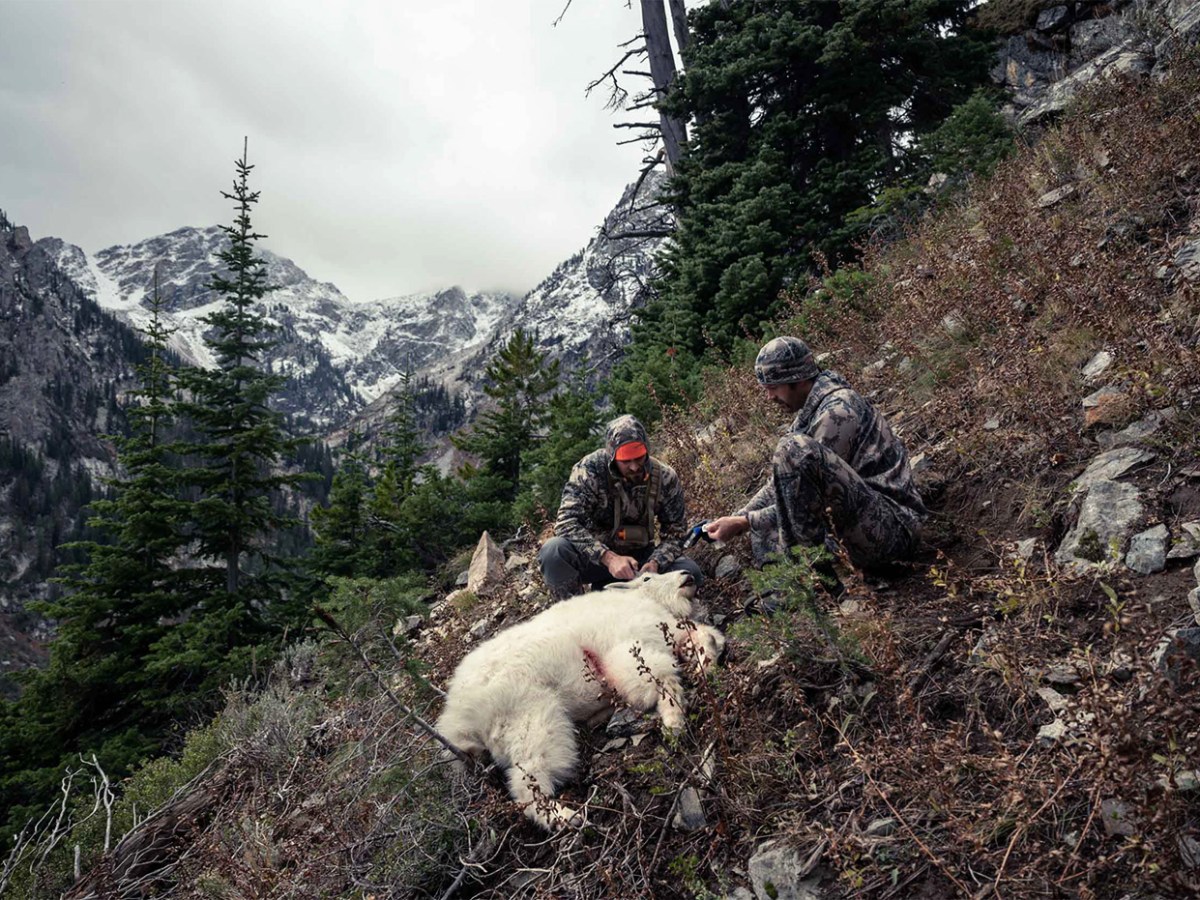 Wanted dead or alive: the Teton Range’s few remaining mountain goats