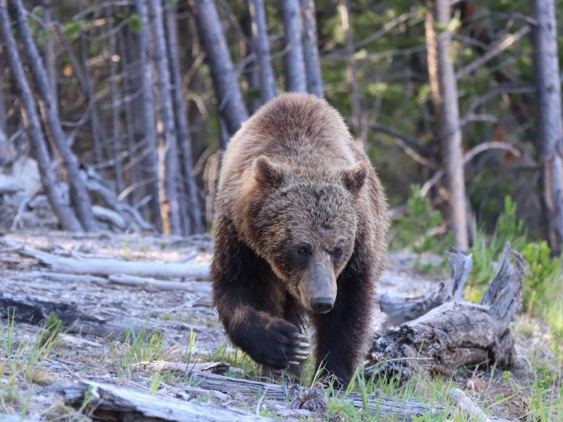 Feds sow confusion with rule to ‘increase management flexibility’ for grizzly bears