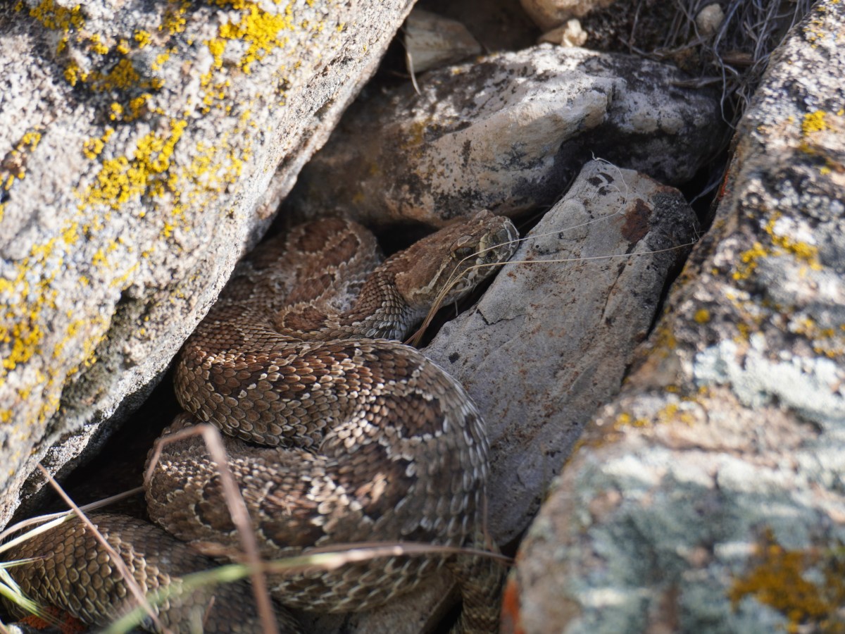 The rattlesnakes of Sinks Canyon: Some lack rattles, others den alone but shed their skins with friends