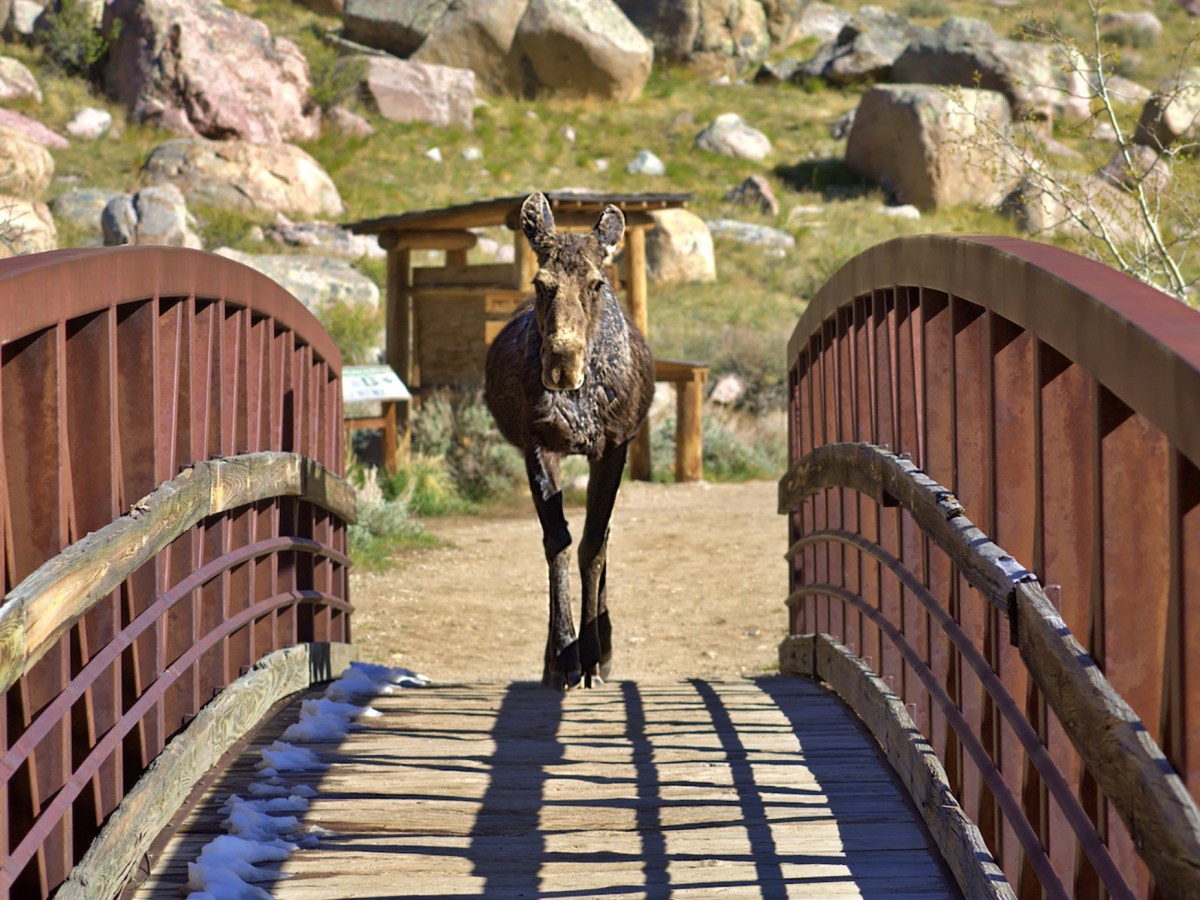 Moose crossing: Wyoming photographer’s ‘fortunate’ encounter with a calf