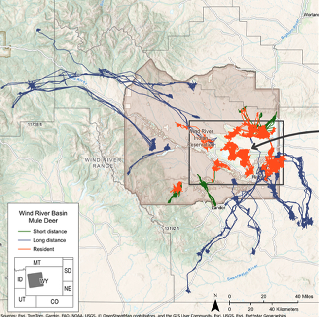 दुनिया के सबसे अधिक सीडब्ल्यूडी-संक्रमित झुंड को छोड़ने वाले खच्चर हिरण को लक्षित करने के लिए शिकार को संशोधित किया गया – WyoFile