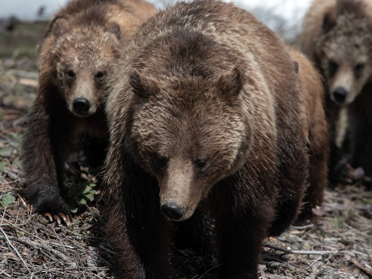 Feds push state management for threatened grizzly bear