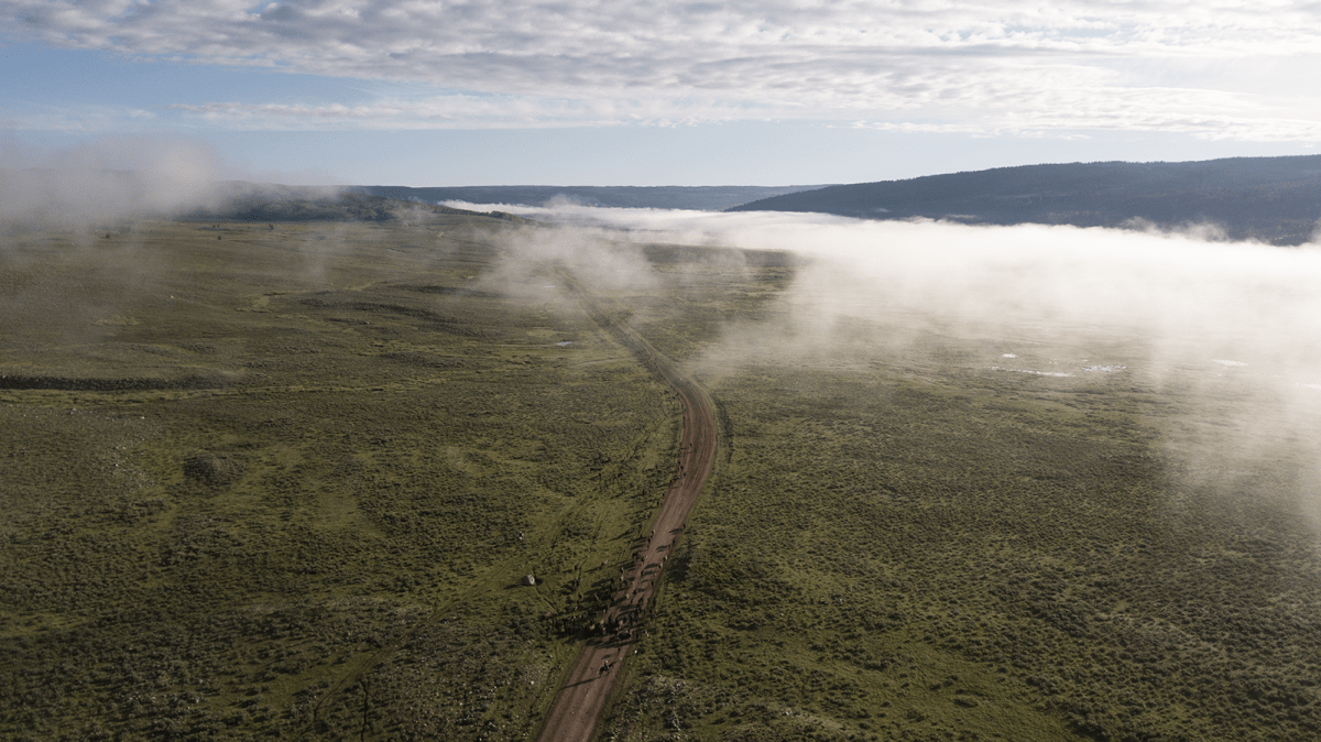 Aerial photo of a cattle drive