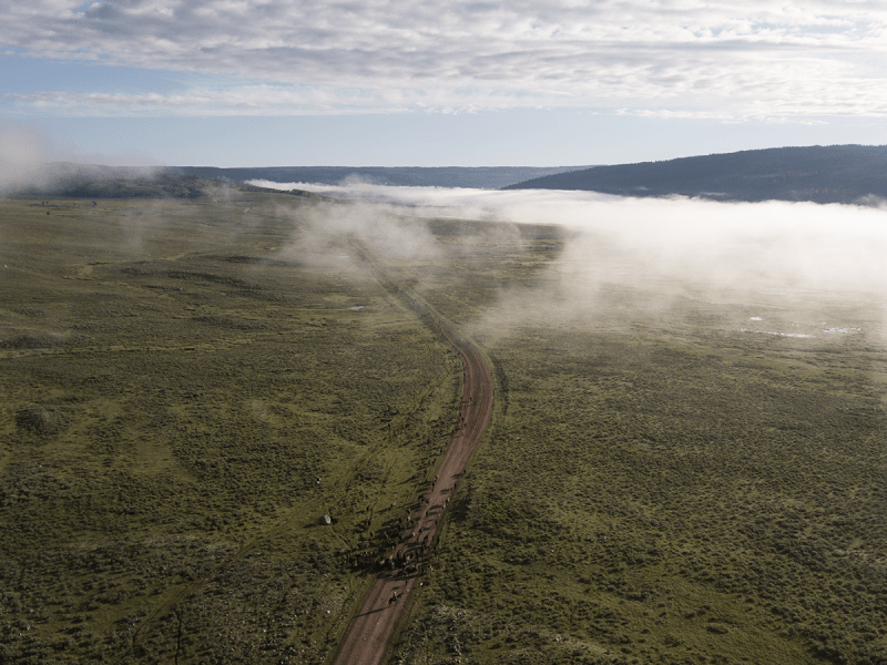 Aerial photo of a cattle drive