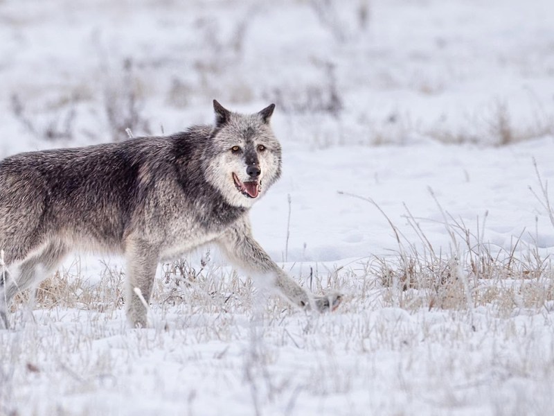 Yellowstone’s Mollie’s Pack is mostly back in the park, but not before spurring threats, bounties and drama