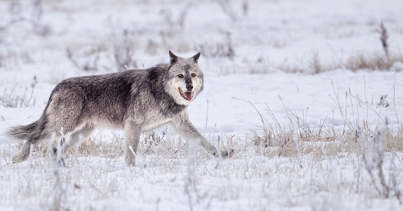 Yellowstone???s Mollie???s Pack is mostly back in the park, but not before spurring threats, bounties and drama