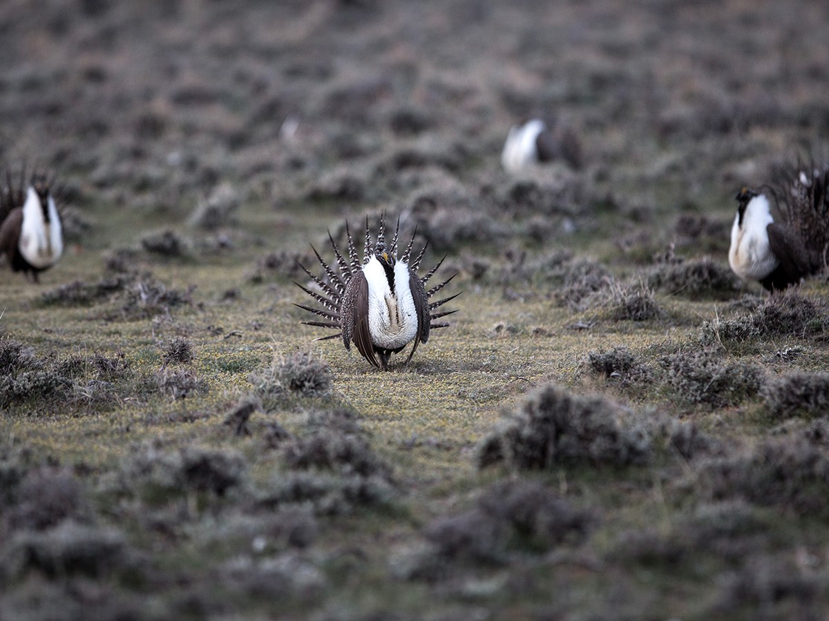 BLM abandoned best-available science for Wyoming, Montana sage grouse, lawsuit argues