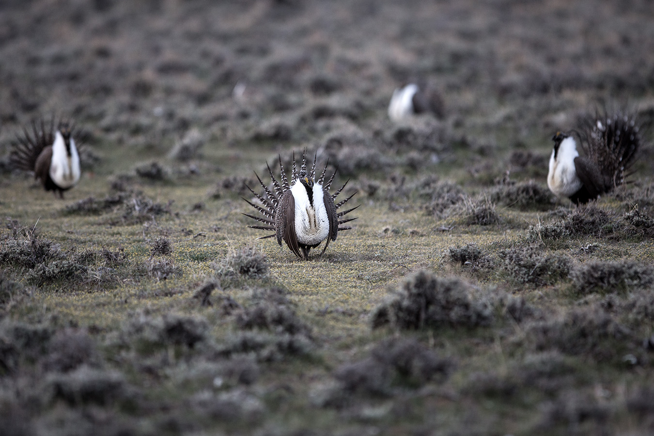 BLM abandoned best-available science for Wyoming, Montana sage grouse, lawsuit argues