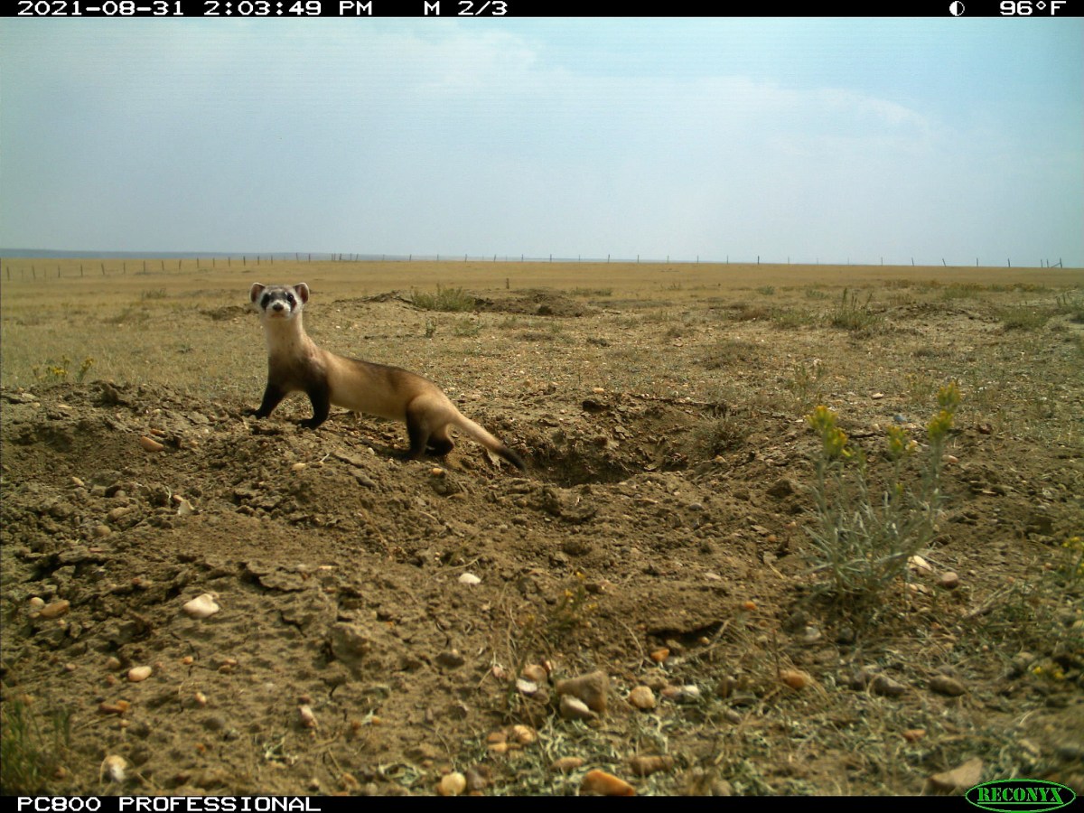 Black-footed ferrets aren’t thriving anywhere, but in Wyoming’s Shirley Basin they’re faring OK and even dispersing