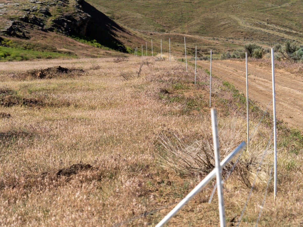 Drought delivers ‘worst case scenario’ for fire scar recovery in Wyoming’s Bighorn Basin