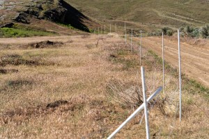 Drought delivers ‘worst case scenario’ for fire scar recovery in Wyoming’s Bighorn Basin