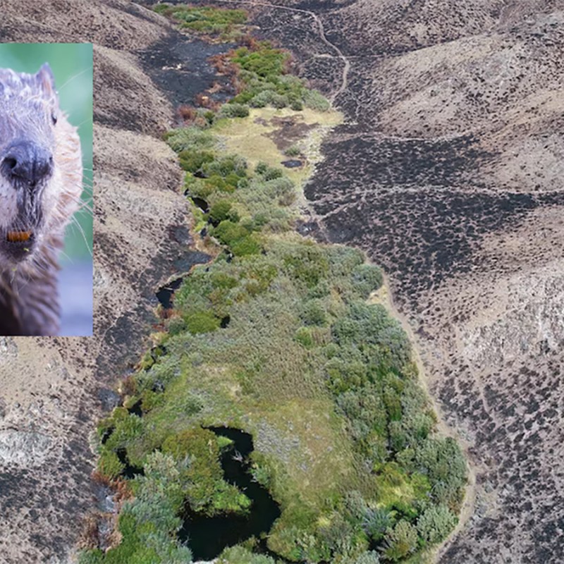 In a changing West, resilience is already on the landscape