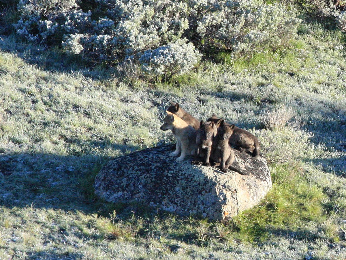 Yellowstone wolves struggle to produce pups, again, but don’t blame disease this time