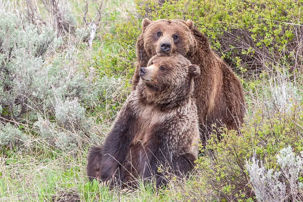 Grizzly bears in Yellowstone