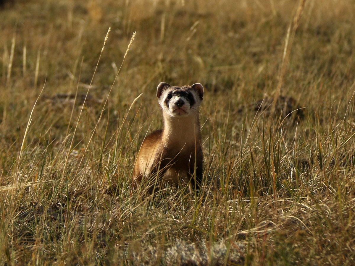 No black-footed ferrets found in Meeteetse, 40 years after a rescue saved the species