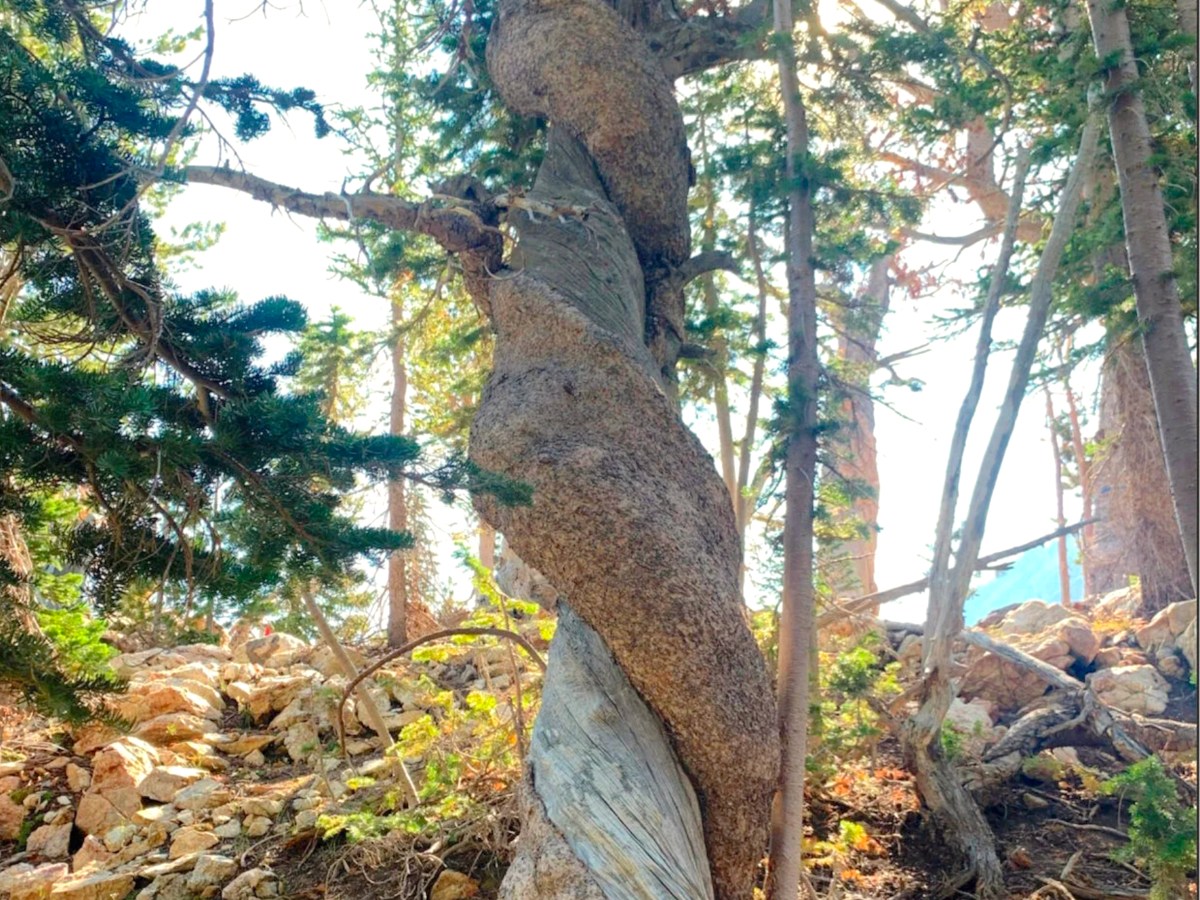 1,289-year-old whitebark pine, oldest on record, found in Grand Teton National Park