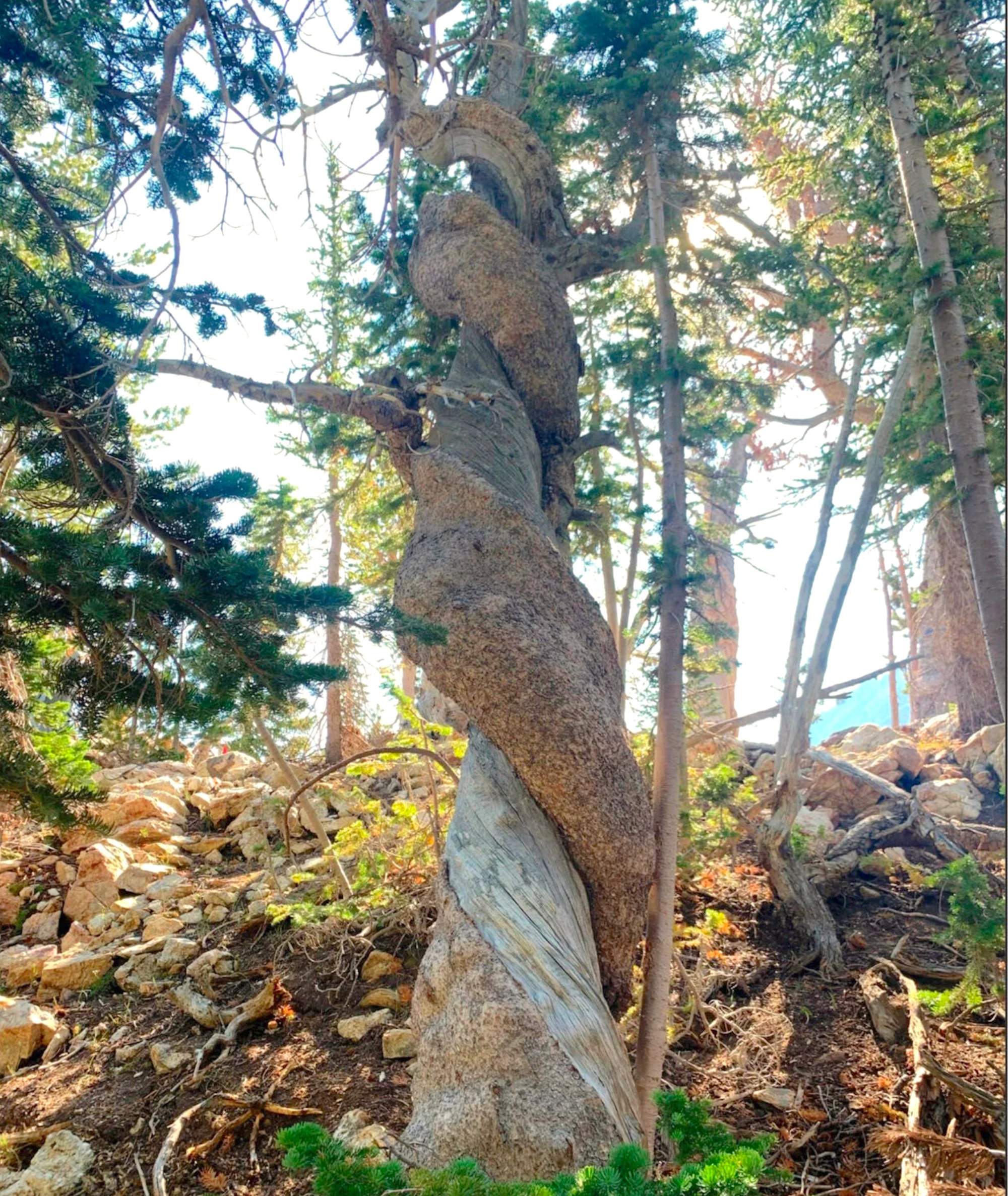 The oldest whitebark pine on record in Grand Teton National Park