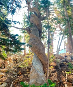 The oldest whitebark pine on record in Grand Teton National Park