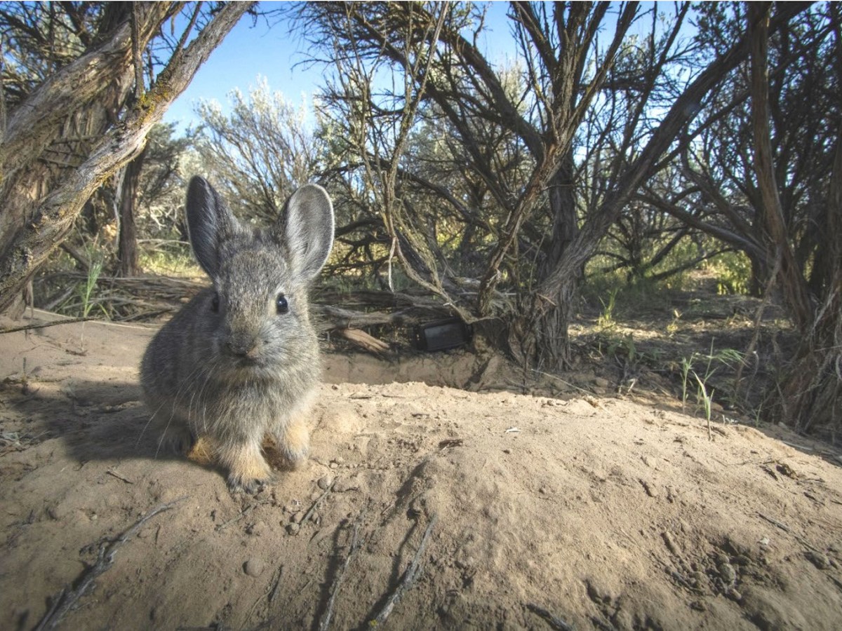 Endangered Species Act protections for pygmy rabbits? Groups sue Trump administration over missed deadlines.