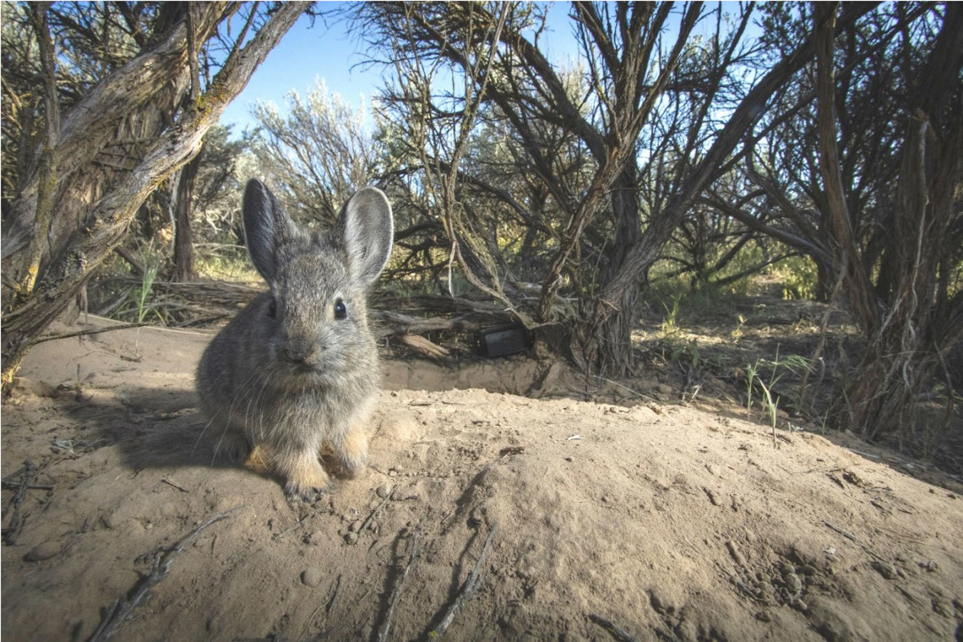 Endangered Species Act protections for pygmy rabbits? Groups sue Trump administration over missed deadlines.